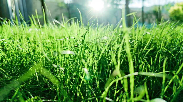 CCF Supports Legal Challenge Against City’s Destruction of Homeowner’s Garden