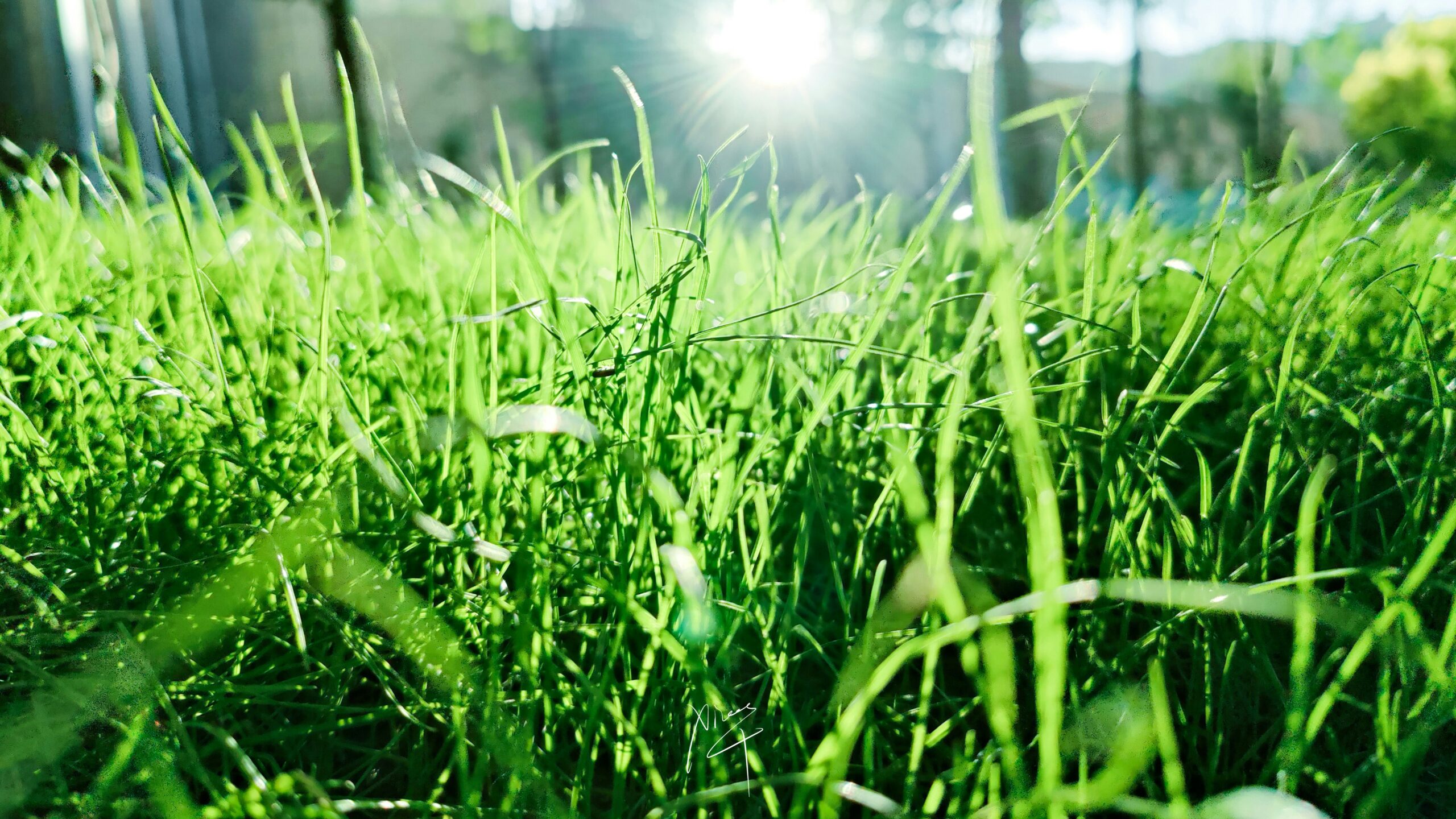 CCF Supports Legal Challenge Against City’s Destruction of Homeowner’s Garden